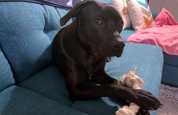 Gus the dog lying on a couch