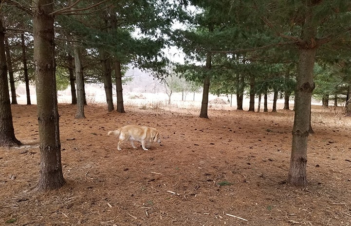 Hayley the dog in the woods