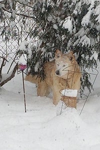 Hayley the dog outside in the snow under a tree