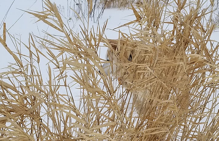 Hayley the dog in some dried grasses in the snow