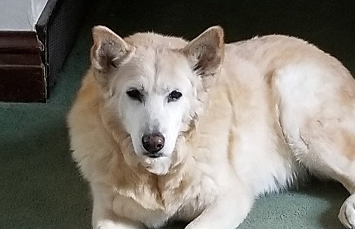 Hayley the dog lying down