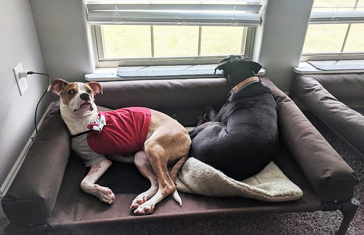 Honey Bee the dog lying next to another dog by a window