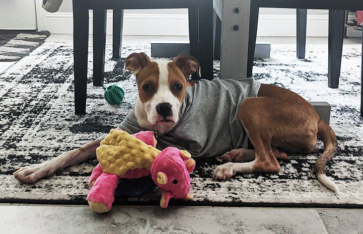 Honey Bee the dog lying on a carpet with a toy in front of her