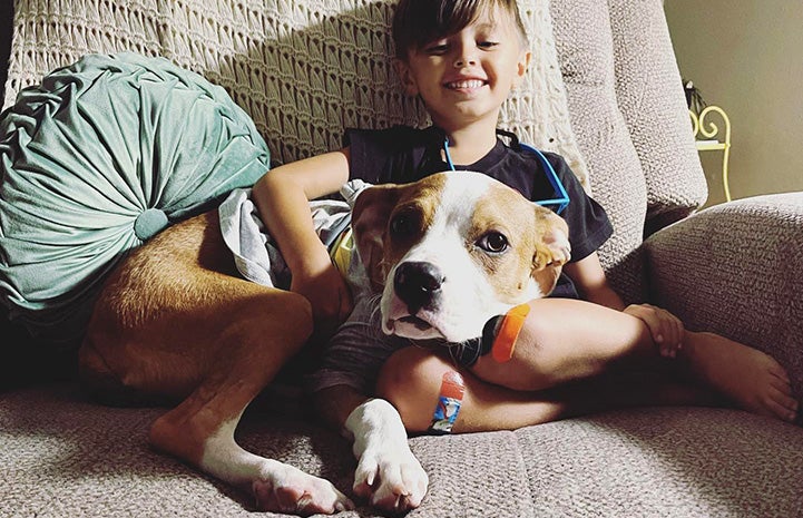 Honey Bee the dog lying on a chair with a smiling child