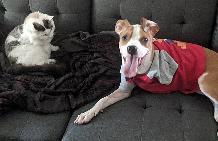 Honey Bee the dog lying next to a cat on a couch