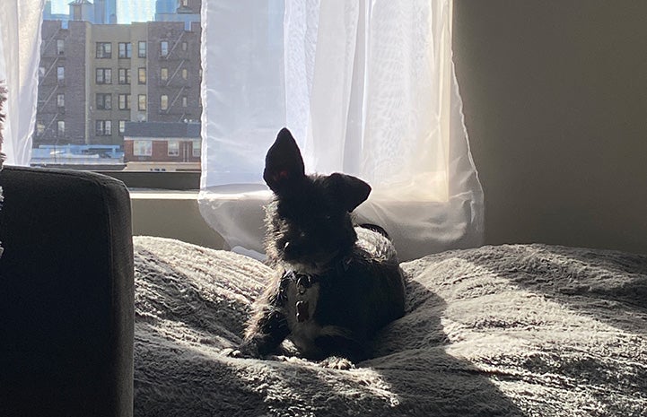 London the dog lying on a bed next to a window with sunbeams shining on her