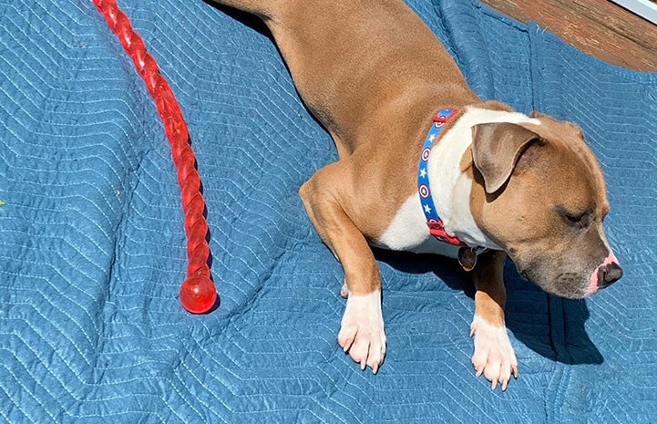 Malcolm the dog lying on a blue blanket next to a chew toy