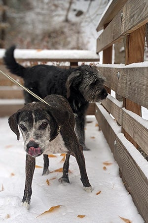 Hubie and another dog out on a hike in the snow, standing next to a wooden fence