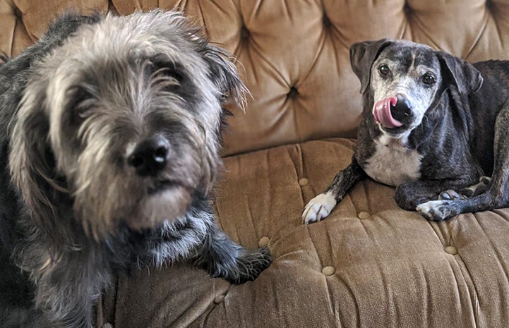 Hubie licking his face lying on a couch with another dog