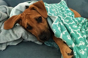 Melo the puppy snuggling under a blanket