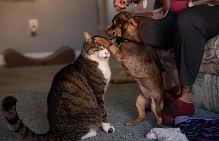 Molly Brown the dog playing with a cat