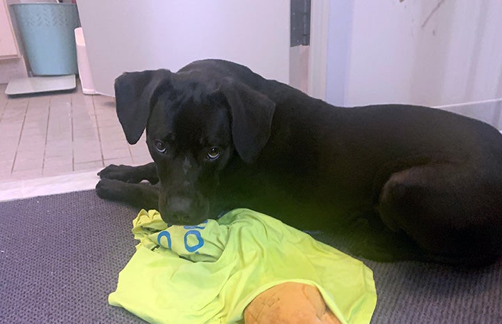 Milo the dog lying down and with his head down on a piece of clothing or small blanket