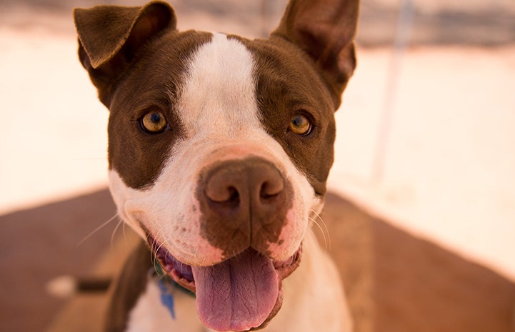 Phinny, a brown and white pit-bull-terrier-type dog