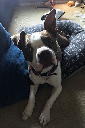 Phinny, a brown and white pit-bull-terrier-type dog, at his new home