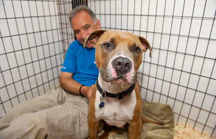 Malcolm the dog in a large pen with a man