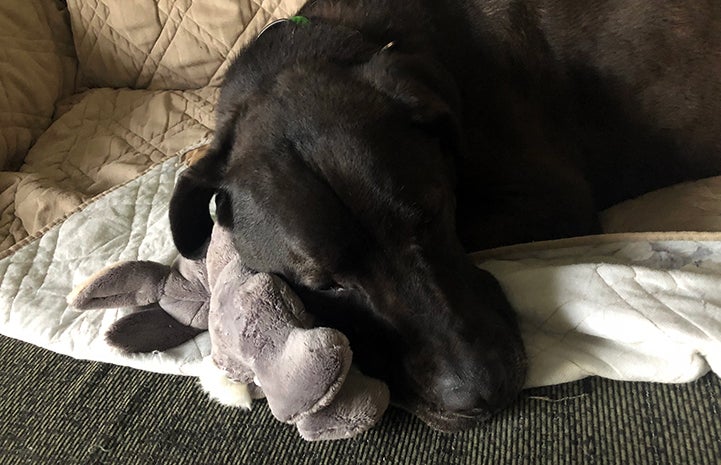 Swing the black dog sleeping on a blanket on a stuffed toy