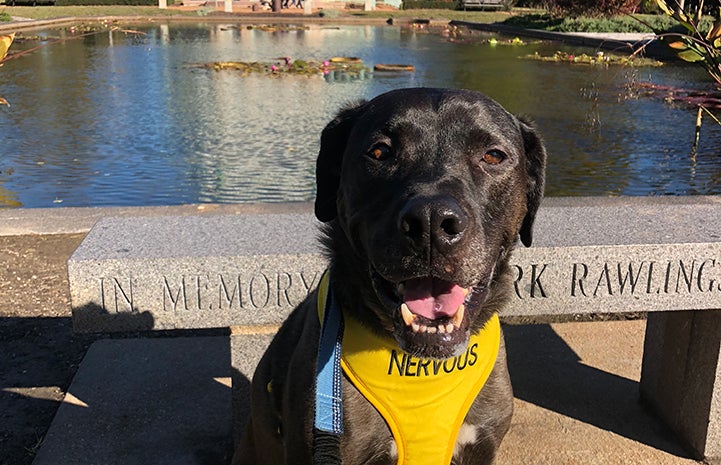 Swing the black dog wearing a yellow vest that says Nervous, in front of a pond