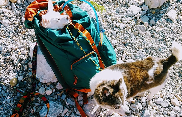 Tom has a hiking buddy, although Rita prefers taking in the fresh air from a backpack