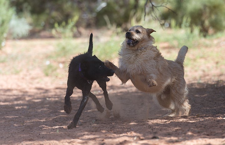 Wally the tan fuzzy dog jumping up and playing with another black dog