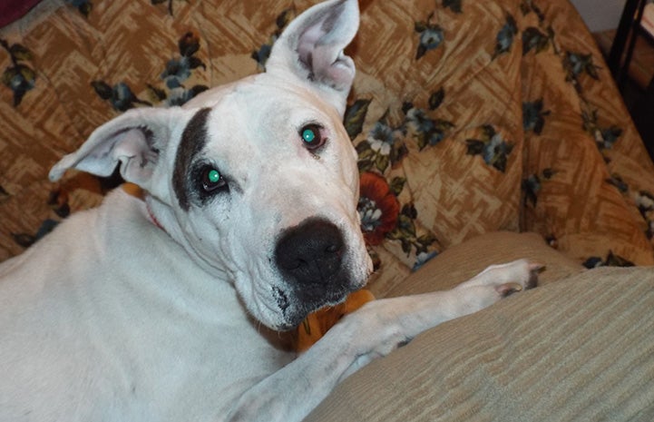 Yuma the dog lying on a couch