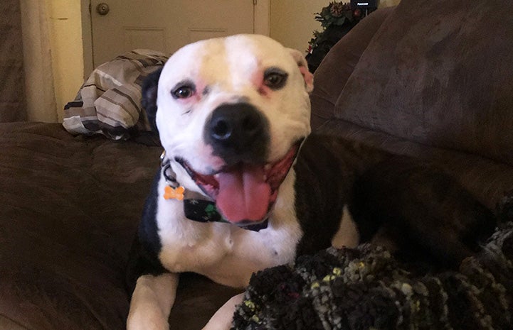 Zeke the pit bull terrier mix lying on a bed with mouth open and tongue out