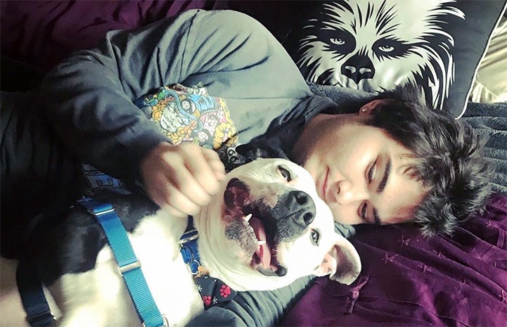 Zeke the pit bull terrier mix lying in bed next to a teenage boy