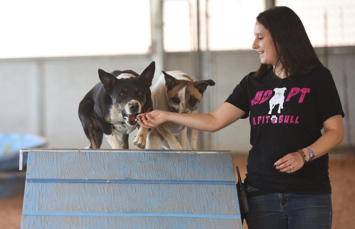 Caroline and Wyatt the dogs climbing over the A-frame in an agility course, being led by a woman