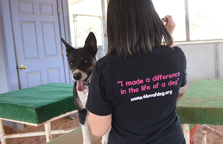 Woman with her back to the camera with Wyatt the cattle dog peeking out from behind her