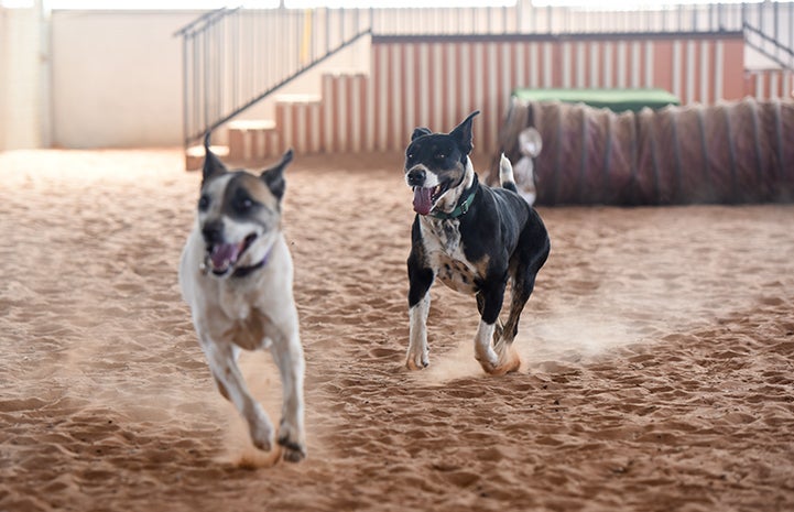 Wyatt and Caroline the dogs running together inside Tara's Run in Dogtown