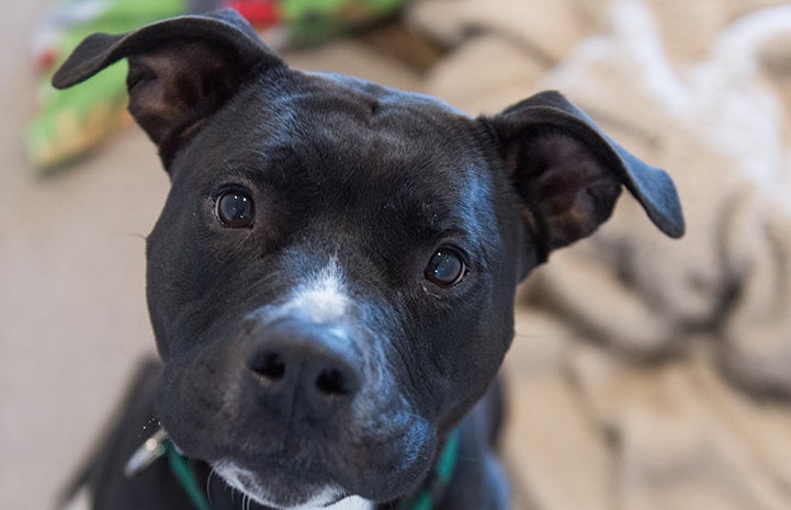 A close-up of the face of Quilla, a black and white pit bull terrier