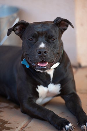 Smiling black and white pit bull terrier