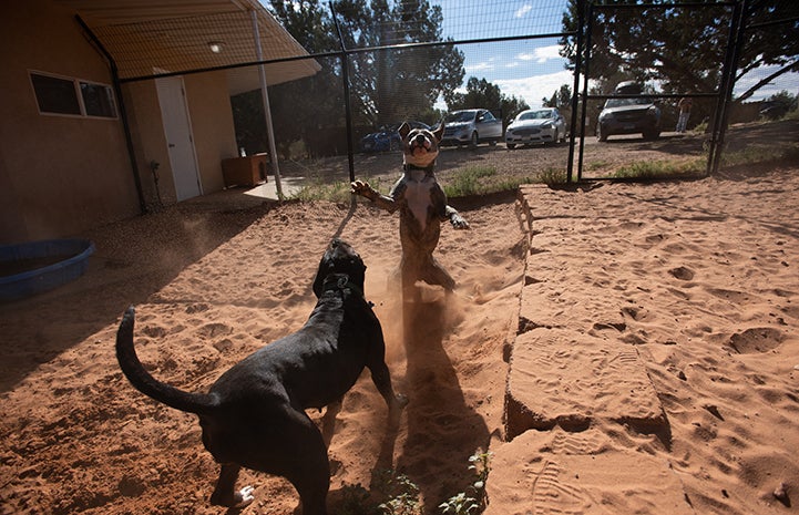 Quilla the dog playing with her canine roommate Blake in the yard of her kennel