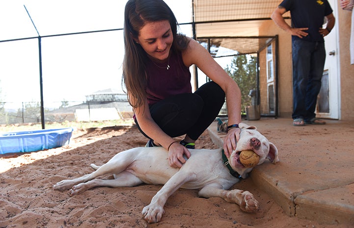 Ever, a white pit bull terrier type puppy with bowed legs, with a ball in her mouth and a smiling woman petting him