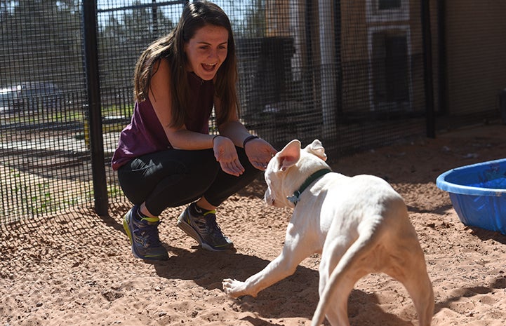 Woman with long hair playing with Ever, a white pit bull terrier type puppy with bowed legs