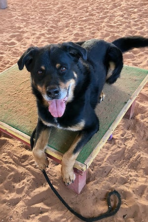 Heismann the black and brown dog lying on a platform