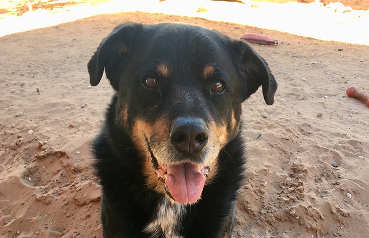 Heismann, a black and tan dog, in the sand