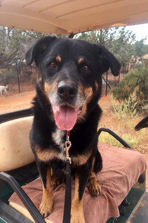 Heismann the dog sitting in a golf cart, ready for a ride