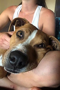 Guy the dog snuggling on the lap of a person