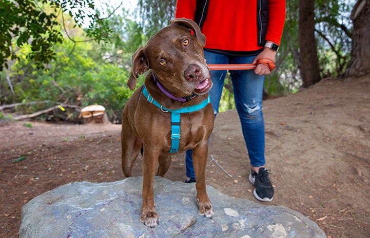 Jarvis the dog standing on a rock with a person behind him