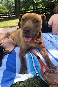 A happy looking dog Buddy lying on a blanket with his tongue out