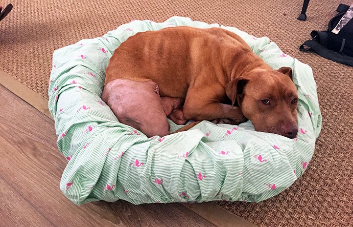 Buddy the dog lying on a fluffy, floral print bed