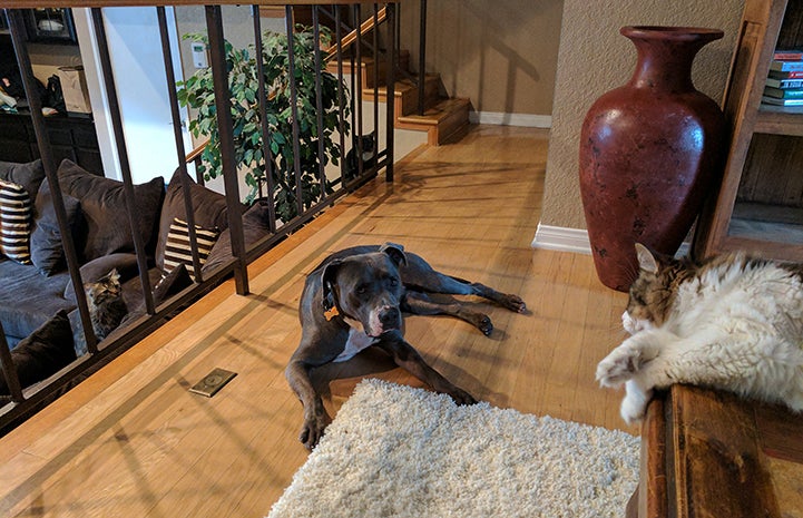 An Adventure Buddies dog lying on the floor in a house during a sleepover, with a cat lying on a table above him