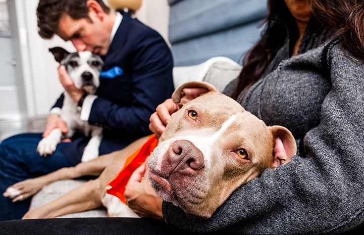 Micky the brown and white pit bull terrier type dog, lying on a bed in his person's lap