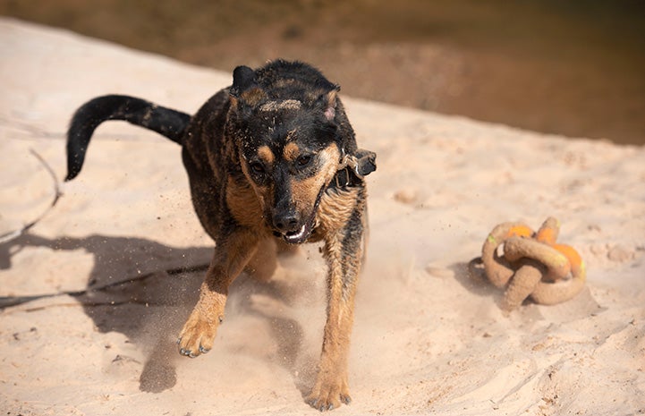 Bombay the dog playing in the sand