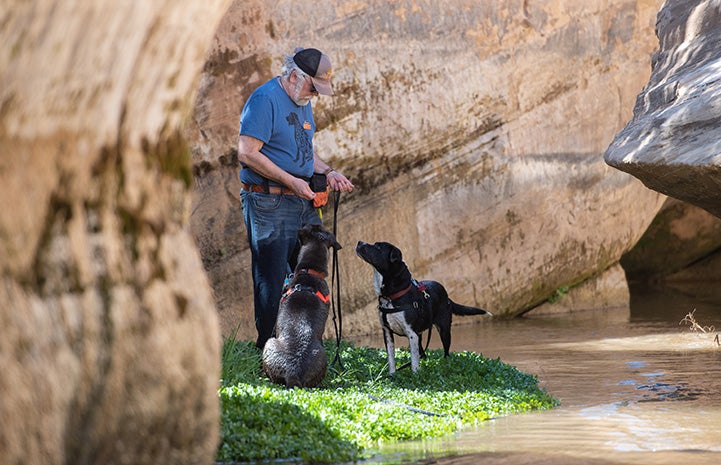 Trudy and Watts the dogs with a man in a canyon by a creek