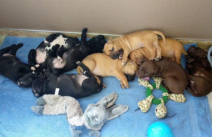 The litter of Frannie the dog's puppies on a blue towel with some toys