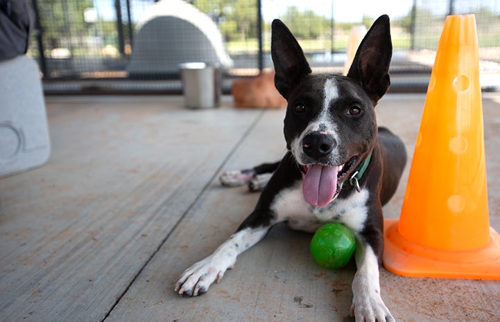 Lovebug the dog lying next to an orange cone with a green ball in front of him