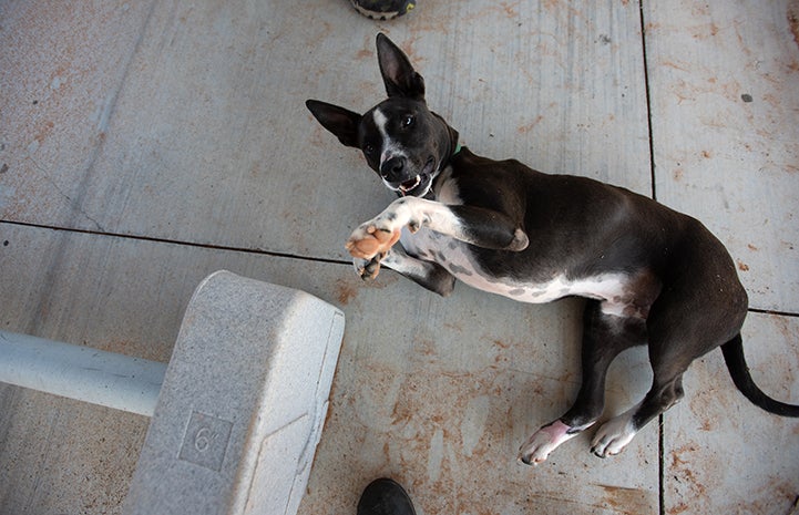 Lovebug the dog lying on the ground with his belly exposed