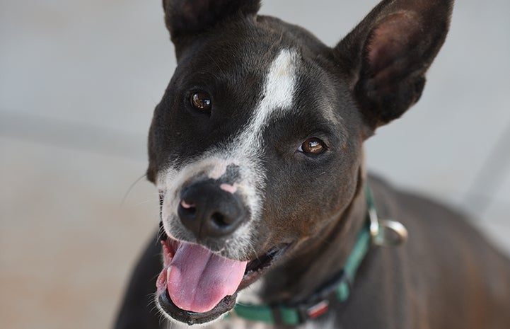 A close-up face shot of black and white Lovebug the dog