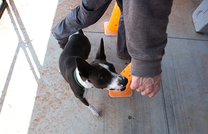 Rehabilitation for Lovebug the dog as he's lured around a cone by a treat